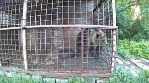 Медведь в клетке