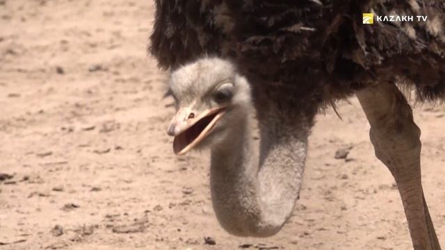 Түрген шатқалы смотреть онлайн