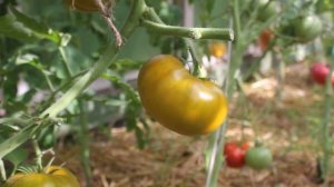 Сорт -"ЗОЛОТО ЧЕРОКИ". Томаты от Фёдора.