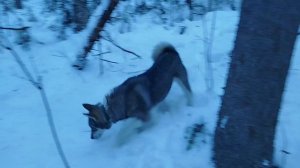 Сезон куницы 24-25...Начало...