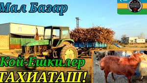 20-11-2024 СКОТНЫЙ РЫНОК.