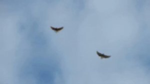 Мелитопольские летные голуби,полеты 2 февраля