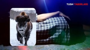 Туш табири - Тушда Ёввойи бука куриш