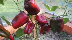 ПЕРЕЦ. Сорт - "НИЖЕГОРОДЕЦ". Томаты от Фёдора.