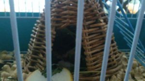 ПОТОМСТВО ДЖУНГАРСКИХ ХОМЯКОВ | маленькие Хомяки | Наши питомцы | Offspring of Dzungarian hamster