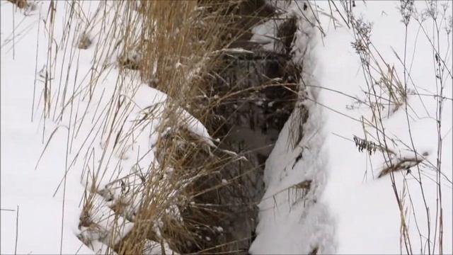 Красный Бор - дырявая шандора_07.02.15 смотреть онлайн