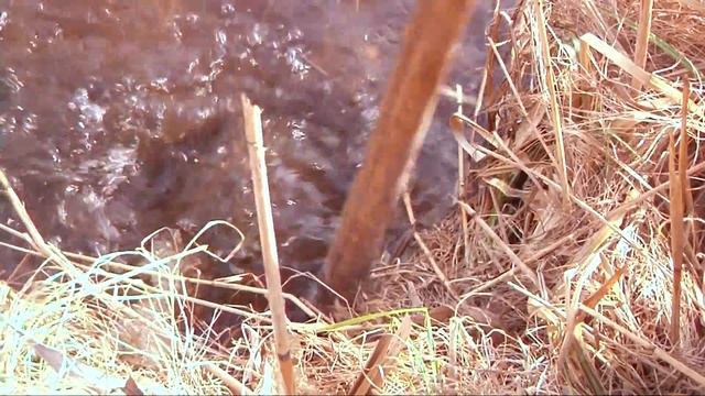 Низина Волині на межі повені