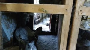 Хочешь кроликов? Изучи!