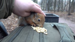 Об очень голодной белке, вороне и фундуке