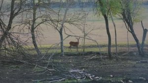 Ферма Оленей в Ставропольском крае. Андроповский район.