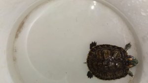 Последствия отсутствия условий. Отит у красноухой черепахи. Лечение.