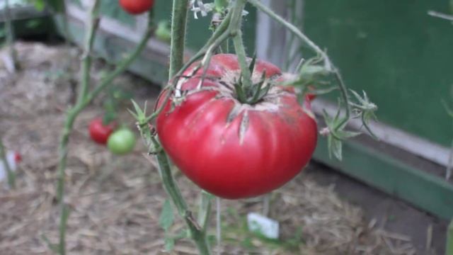 Сорт - "ГОЛЛАНДЕЦ". Томаты от Фёдора. смотреть онлайн