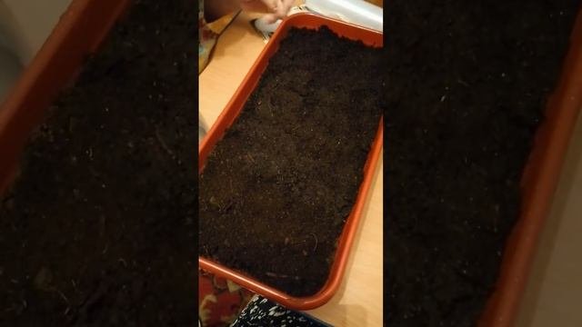 посадка семян на рассаду баклажан
