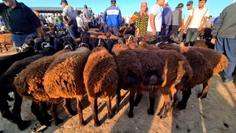Карши Карвон мол бозори нархлари 28.07.2024