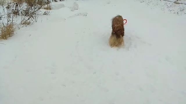 Играет Леда, 31.12.2019 смотреть онлайн