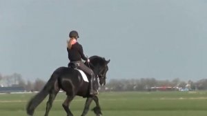 Фризская лошадь