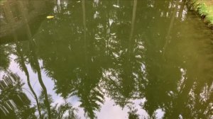 Лучшие осетровые для своего пруда.