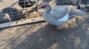 Мускусная утка (племенная  молодежь на продажу)
