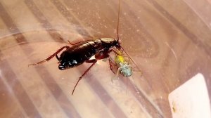 Cockroach vs Katydid (Таракан vs Кузнечик).