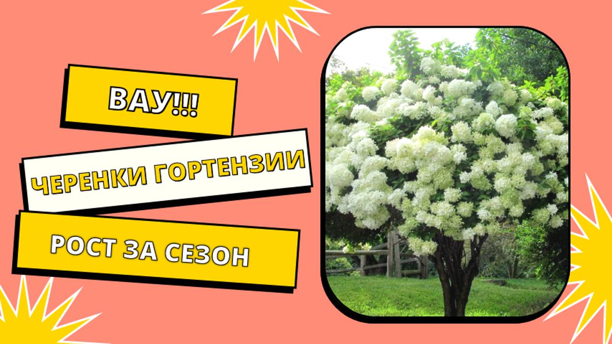 Черенки гортензии рост за сезон 🌿🌺💞