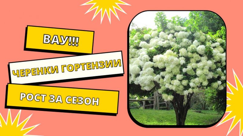 Черенки гортензии рост за сезон 🌿🌺💞