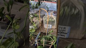 Новое поступление растений 21.11.24