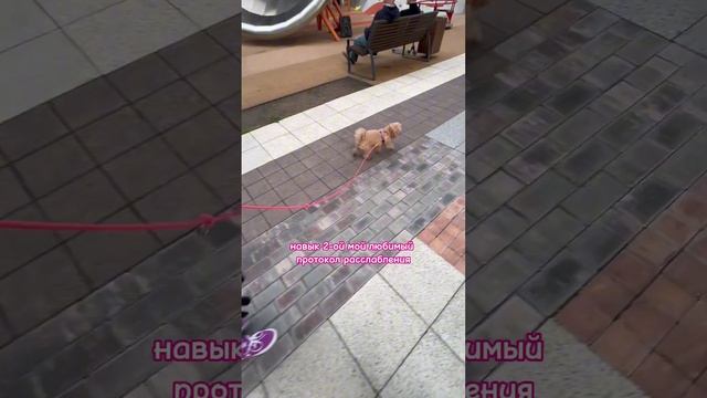 Собака мешает  - что делать? #кинолог #собака #воспитаниесобак