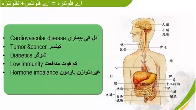 Tiens Chitosan Capsules Benefits смотреть онлайн