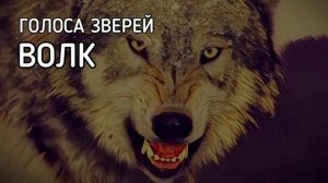 Волк | Голоса зверей