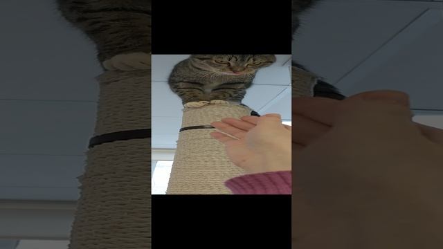 Котокафе Мяу. Анита и кошки