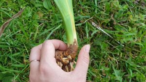 Ирисы: деление, пересадка, правильная посадка и мелкие заметочки