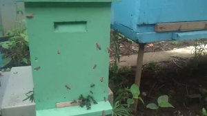 вылет матки на облёт и назад