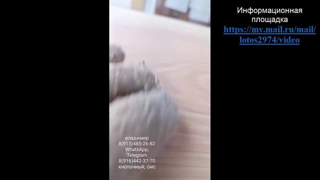 Вихревой преобразователь А.Тюрина из Ясеня скального, наверное последнего (((