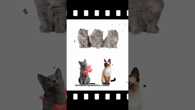 Собака привыкнет к петардам?? #кинолог #воспитаниесобак