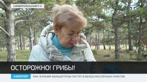 В Крыму пик сбора степных вешенок