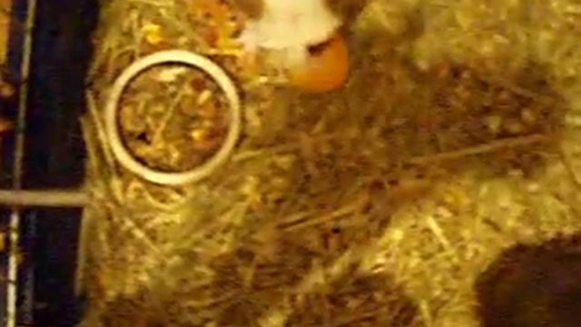 Маня играет в футбол смотреть онлайн