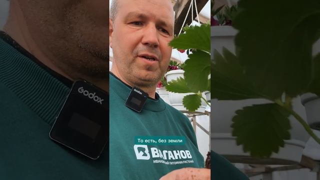 Как правильно посадить клубнику? — НЕТ медленному развитию куста #рассадаклубники #саженцыклубники