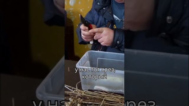 Черенкование гортензии с Алексеем Олейником