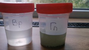 Как получить чистую культуру #триходермы из магазинного препарата. Часть 2