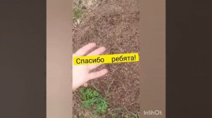 Лечение лесными муравьями 🐜👌🧡🔥