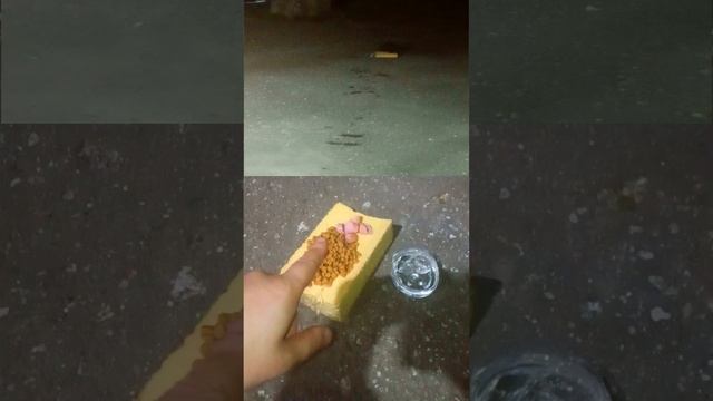 Подкормка Бездомышей #помощьживотным
