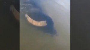 Водяной буйвол плавает в воде.