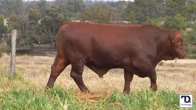 Lot 65 Dunlop S290 (PP) смотреть онлайн