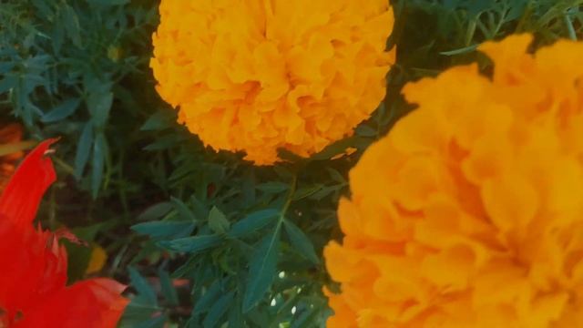 Народный парк в Узбекистан обзор смотреть онлайн