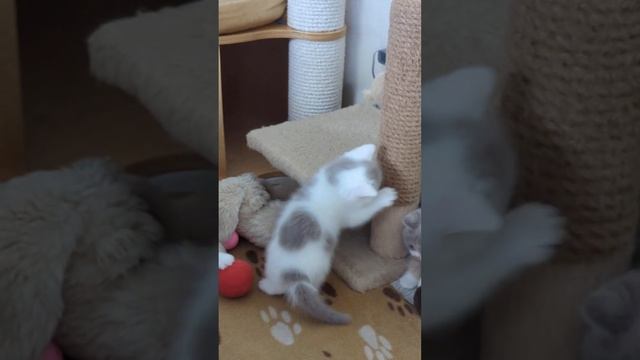 Британские котята в возрасте 6 недель (д.р. 23/04/24)