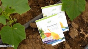 Подкормка огурцов в фазе 3 5 листочков