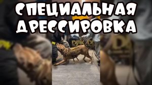 Специальная дрессировка #забавные животные