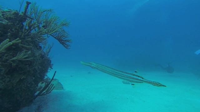 Preservation with Chef Brad смотреть онлайн