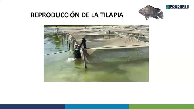 Curso 07 - Módulo II: REPRODUCCIÓN DE TILAPIA Y PRODUCCIÓN DE ALEVINES MASCULINIZADOS (2024) смотреть онлайн