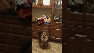 Шпиц поёт.😀